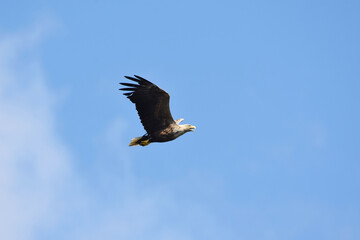 White-tailed eagle (Haliaeetus albicilla) flying in the sky in summer