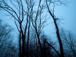 Dark & Foggy Forest 130