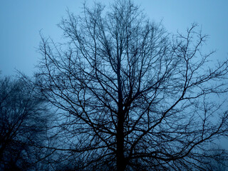 Dark & Foggy Forest 120
