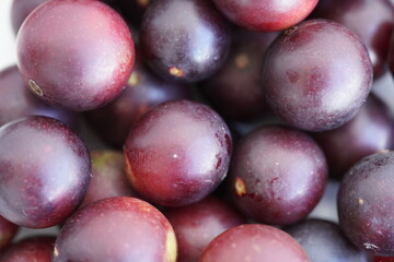 Camu-camu fruits (Myrciaria dubia) Myrtaceae family which strengthens the immune defense system and thus maintains her health. The vitamin content is about 35%. Rio Negro river bank, Amazonas - Brazil