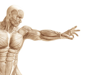 muscle man anatomy in an white background