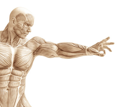 muscle man anatomy in an white background