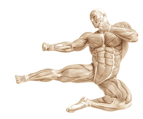 muscle man anatomy in an white background