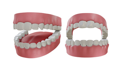 3d rendering of human body parts teeth perspective view