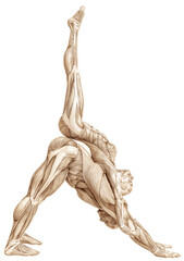 muscle couple man and woman yoga anatomy in an white background