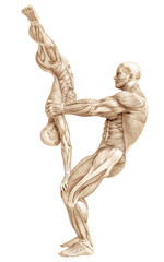 muscle couple man and woman yoga anatomy in an white background