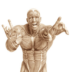 Fototapeta na wymiar muscle man anatomy in an white background