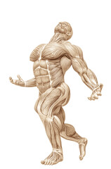 muscle man anatomy in an white background