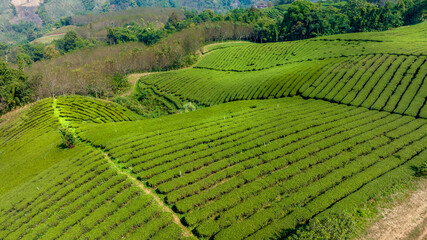 Plantation ecological tea garden.  Green tea mountain. tea plantation background. Beautiful Tea field leaf on mountain.
