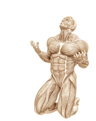 muscle man anatomy in an white background