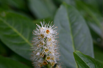 white blossom of Prunus laurocerasus Otto Luyken shrub close up spring April