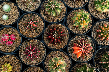 Cactus farm with close-up of succulent and cactus collection in pot. It' s natural background from little plants. 