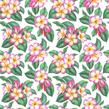Pink-yellow plumeria seamless pattern. Frangipani flower with leaves.Watercolor illustration.Isolated on a white background.For the design of wrapping paper, fabric, women's clothing, notepad, napkin