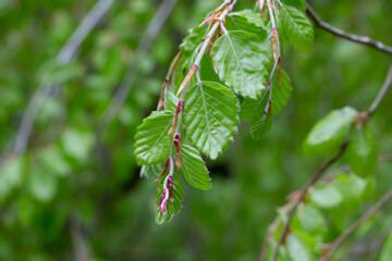 Branches with spring leaves European beech Fagus sylvatica , selective focus. Plant background with green spring leaves. Close up