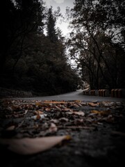 Edited picture of a mountain road covered with trees