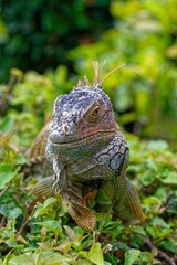 Grüner Leguan