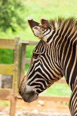 Portrait of a zebra in an animal reserve.