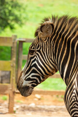 Fototapeta na wymiar Portrait of a zebra in an animal reserve.
