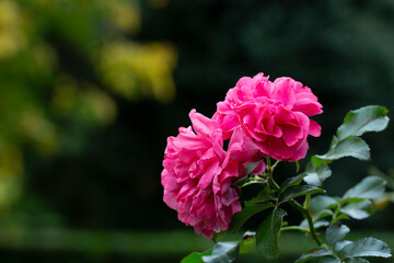 Rose flower on background blurry pink roses flower in the garden of roses. Nature.