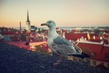 Tallinn and sea gull