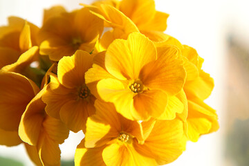 Primula elatior, golden yellow spring flowers close-up. Flower head macro, spring potted plants. Primrose background.
