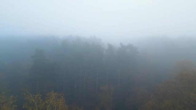 Panoramic aerial view of forest with morning fog in autumn or fall, shot taken by a drone. High quality photo