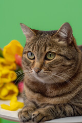Tabby cat and tulip flowers on a green background. Vertical photo. Close up view.