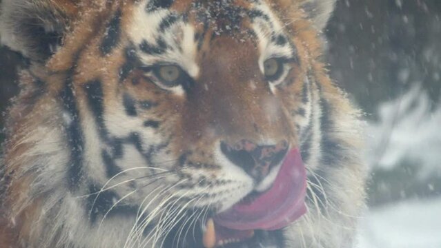 4k120 fps super slow motion video of big male Siberian tiger, panthera tigris altaica in cold winter forest after snowfall , national park Leopard Land, filmed on Nikon z9 high quality 8k camera