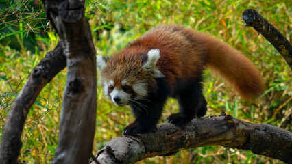 red panda in tree