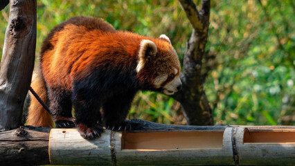 red panda in zoo