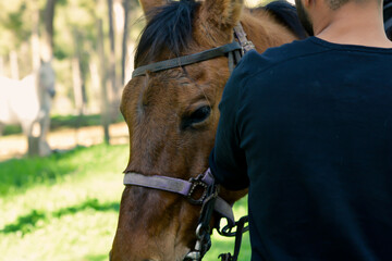 brown horse head - Close up portrait of a horse - Eyes shut - Tenderness and caring for animals concept