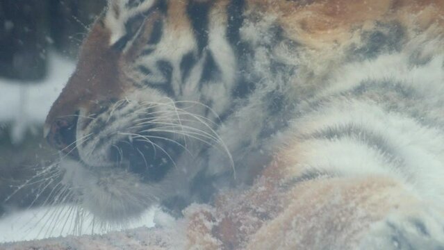 4k120 fps super slow motion video of big male Siberian tiger, panthera tigris altaica in cold winter forest after snowfall , national park Leopard Land, filmed on Nikon z9 high quality 8k camera