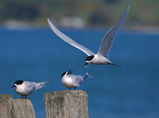The special courtship display behaviour of White-fronted Tern - Sterna striata: a male is offering a fish as a gift to a female. A pair of terns, at Aramoana, near Dunedin, in Otago, New Zealand