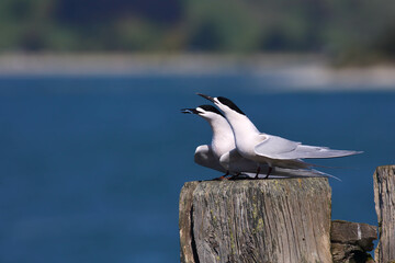The special courtship display behaviour of White-fronted Tern - Sterna striata: a male is offering a fish as a gift to a female. A pair of terns, at Aramoana, near Dunedin, in Otago, New Zealand