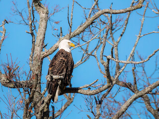 a bald eagle resting on the top of the tree branch under clear blue sky in Southern Ontario, Canada