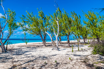 A view of tree beside the shoreline on the island of Grand Turk on a bright sunny morning
