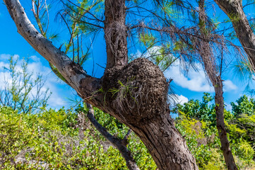 A view of a termite mound in a tree beside the shore on the island of Grand Turk on a bright sunny...