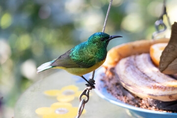 Gelbgrüner Kolibri an einer Futterstelle