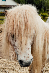 summer. Zoo garden, mini zoo park, animals, horses, ponies
