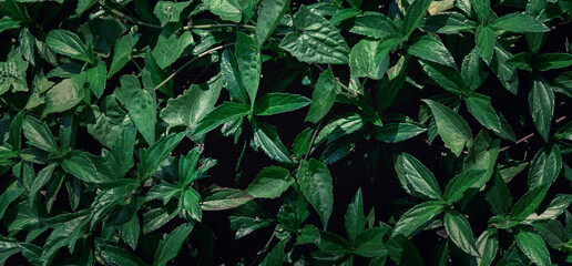 closeup green leaf dark nature concept. tropical leaf
