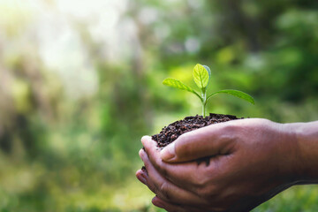 Hand holding young plant on blurred green nature background and sunlight. world environment day concept