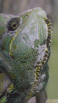 Vertical video, Close-up portrait of disgruntled elderly chameleon walking along thorny branch with opening its mouth. Veiled chameleon, Yemen chameleon or Cone-head chameleon (Chamaeleo calyptratus)