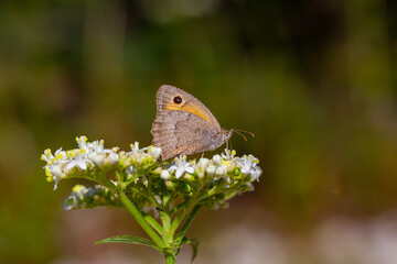 butterfly feeding on white flower, Oriental Meadow Brown, Hyponephele lupina