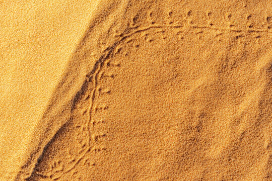 Footprints of a small animal or insect tracks drawing two arcs on the golden red colored sand at the Sahara desert.  Close up macro photography overhead view under sunlights contrasted with shadows.