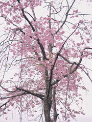 桜の花のある風景