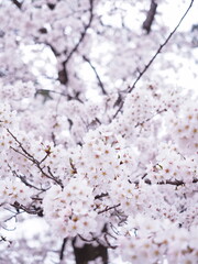 桜の花のある風景