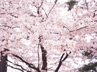 桜の花のある風景
