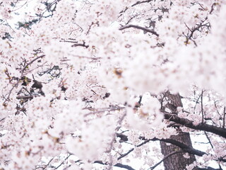 桜の花のある風景