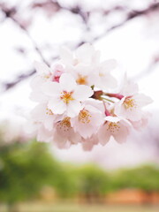 桜の花のある風景