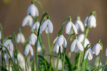 Selective focus group of white small flower, Galanthus nivalis growing on the ground, Snowdrop is the best known and most widespread of the 20 species in its genus, Galanthus, Nature floral background